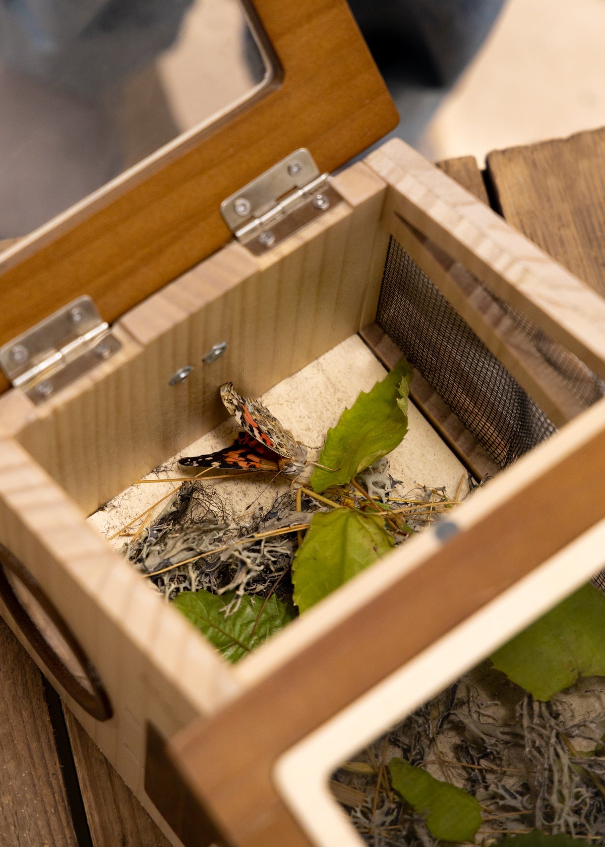 Image of Wooden Bug House & Exploration Set